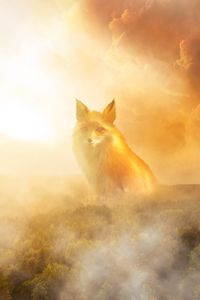 Preview wallpaper fox, fog, forest, clouds, haze