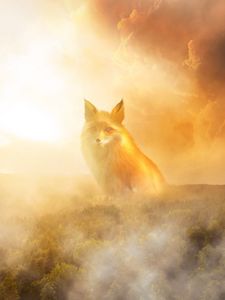 Preview wallpaper fox, fog, forest, clouds, haze