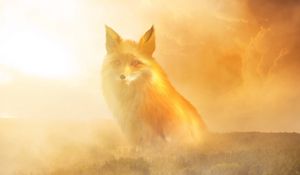 Preview wallpaper fox, fog, forest, clouds, haze