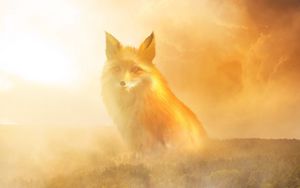 Preview wallpaper fox, fog, forest, clouds, haze