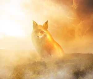 Preview wallpaper fox, fog, forest, clouds, haze