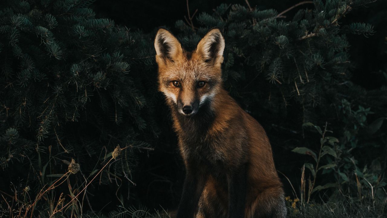 Wallpaper fox, forest, grass