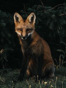 Preview wallpaper fox, forest, grass