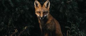 Preview wallpaper fox, forest, grass