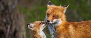 Preview wallpaper fox, fox cub, family, animals, wildlife