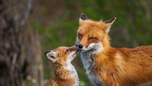 Preview wallpaper fox, fox cub, family, animals, wildlife