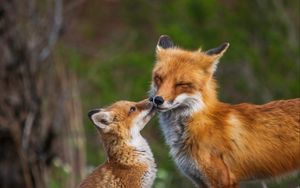 Preview wallpaper fox, fox cub, family, animals, wildlife