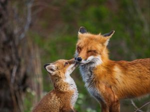 Preview wallpaper fox, fox cub, family, animals, wildlife