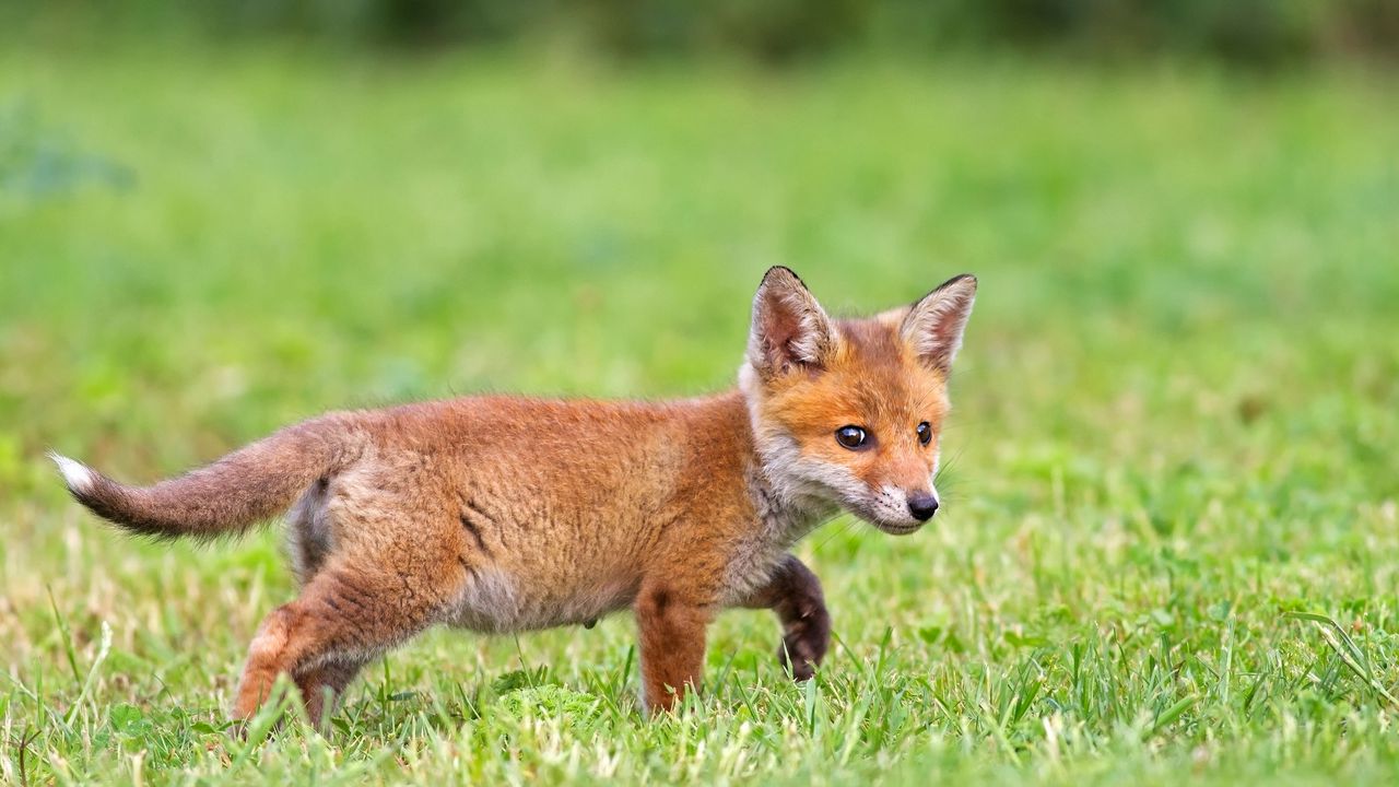 Wallpaper fox, foxes, grass