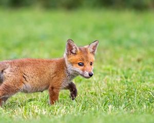 Preview wallpaper fox, foxes, grass