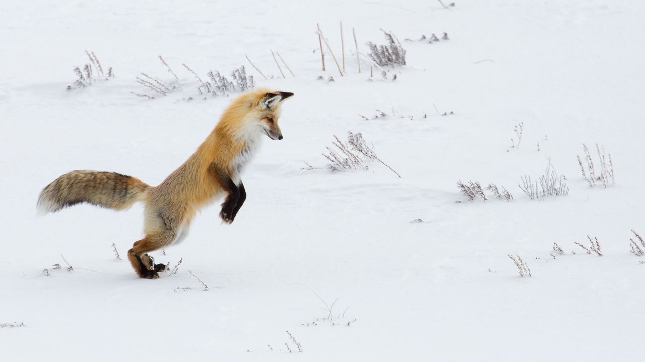Wallpaper fox, funny, predator, snow