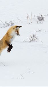 Preview wallpaper fox, funny, predator, snow