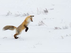 Preview wallpaper fox, funny, predator, snow