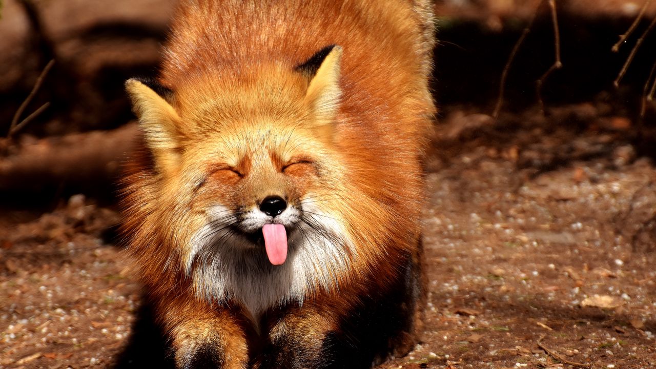 Wallpaper fox, funny, protruding tongue