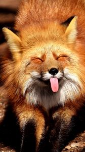 Preview wallpaper fox, funny, protruding tongue