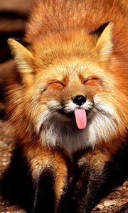 Preview wallpaper fox, funny, protruding tongue