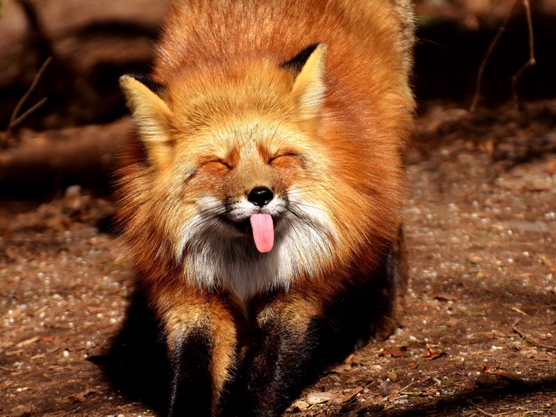 Download wallpaper 800x600 fox, funny, protruding tongue pocket pc, pda hd  background