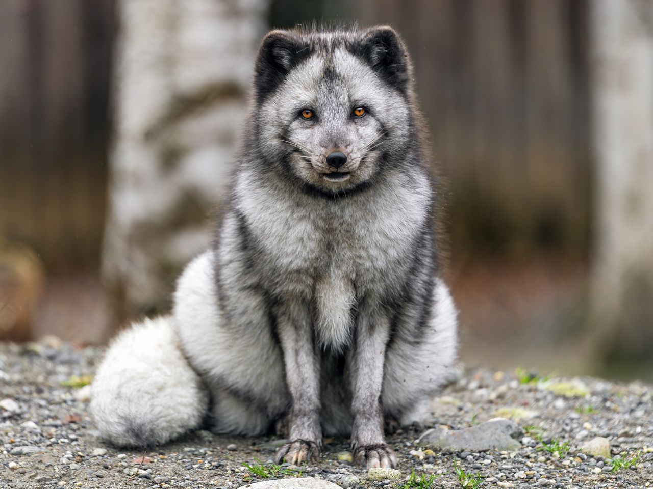 1280x960 Wallpaper fox, fur, animal, glance