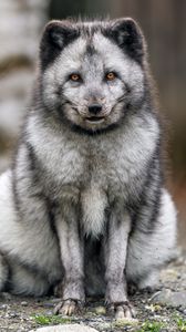 Preview wallpaper fox, fur, animal, glance