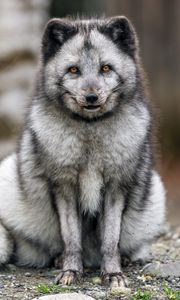 Preview wallpaper fox, fur, animal, glance