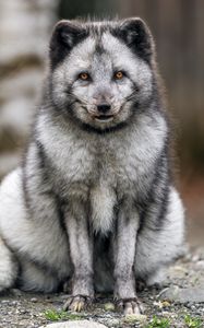 Preview wallpaper fox, fur, animal, glance