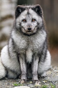 Preview wallpaper fox, fur, animal, glance