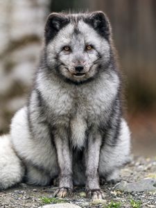 Preview wallpaper fox, fur, animal, glance