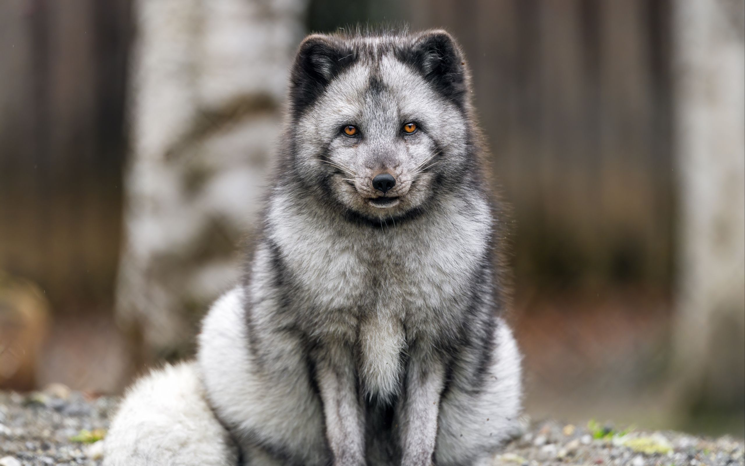 2560x1600 Wallpaper fox, fur, animal, glance