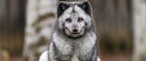 Preview wallpaper fox, fur, animal, glance