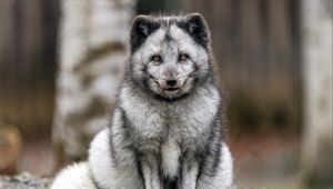 Preview wallpaper fox, fur, animal, glance