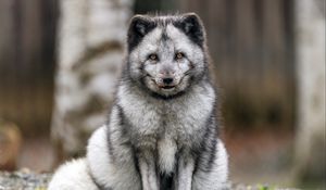 Preview wallpaper fox, fur, animal, glance