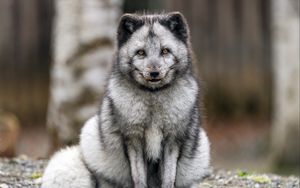 Preview wallpaper fox, fur, animal, glance