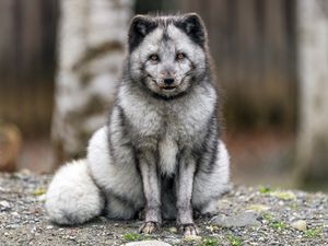Preview wallpaper fox, fur, animal, glance