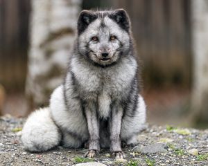 Preview wallpaper fox, fur, animal, glance