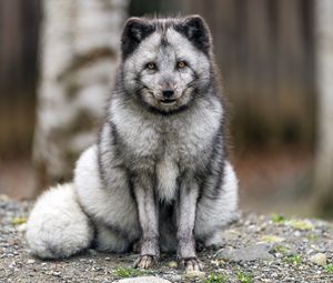 Preview wallpaper fox, fur, animal, glance