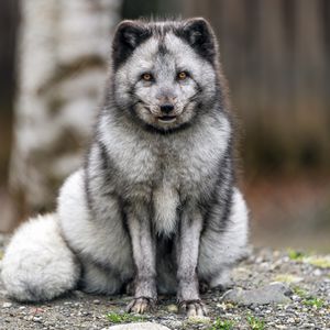 Preview wallpaper fox, fur, animal, glance