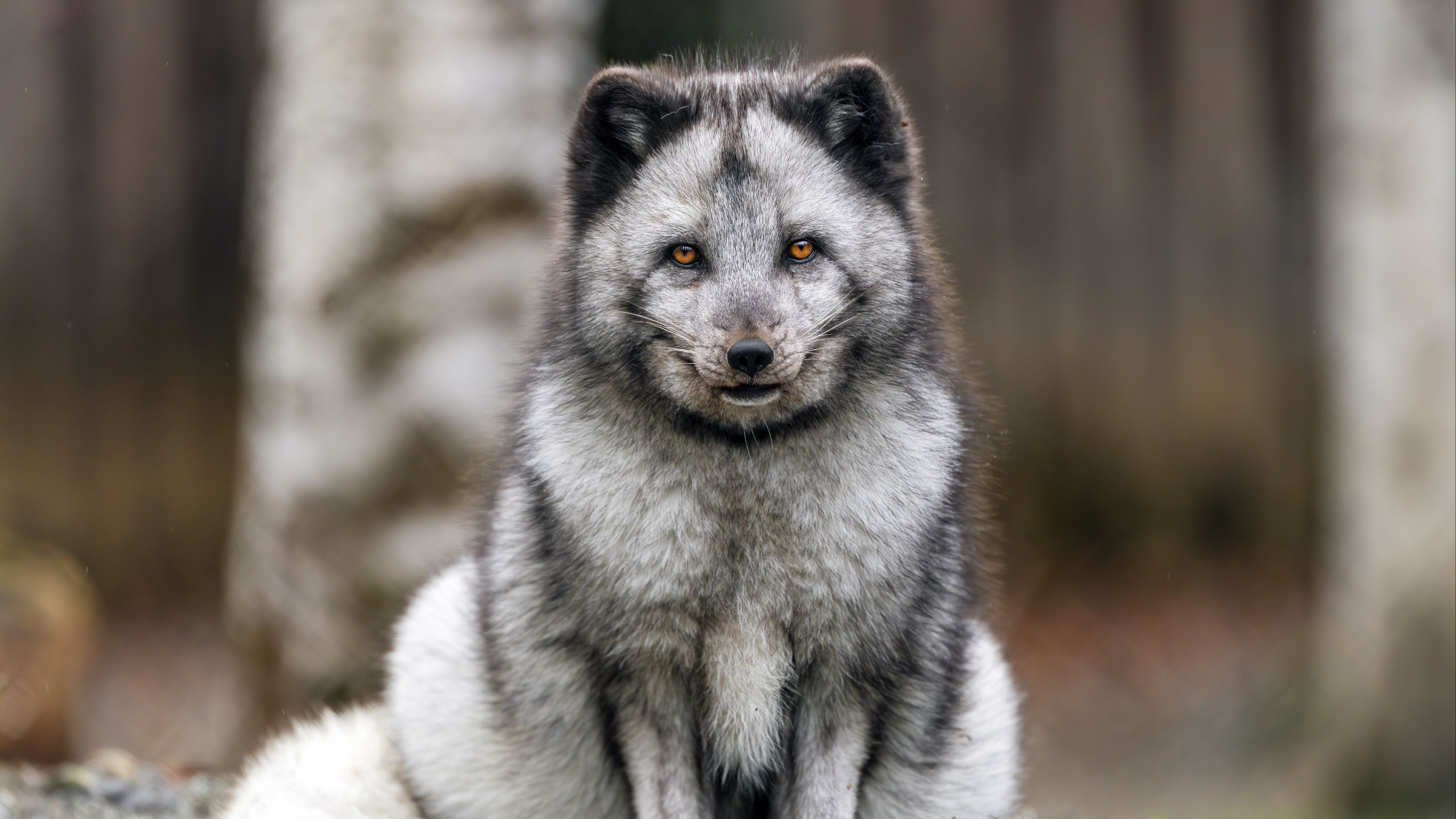 Download wallpaper 3840x2160 fox, fur, animal, glance 4k uhd 16:9 hd