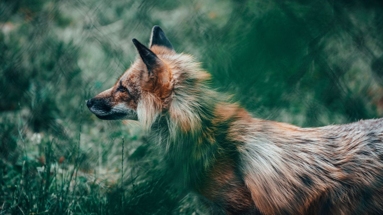 Wallpaper fox, glance, animal, wildlife