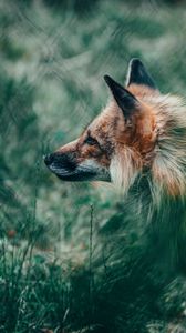 Preview wallpaper fox, glance, animal, wildlife
