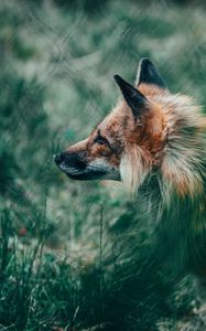 Preview wallpaper fox, glance, animal, wildlife