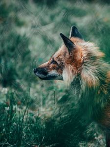 Preview wallpaper fox, glance, animal, wildlife