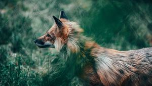 Preview wallpaper fox, glance, animal, wildlife