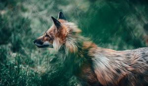 Preview wallpaper fox, glance, animal, wildlife