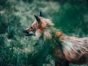 Preview wallpaper fox, glance, animal, wildlife