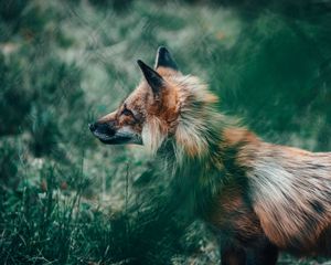 Preview wallpaper fox, glance, animal, wildlife