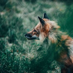 Preview wallpaper fox, glance, animal, wildlife