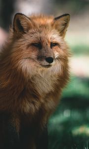 Preview wallpaper fox, glance, animal, brown, fluffy