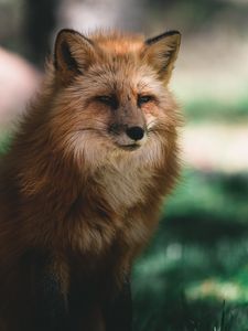 Preview wallpaper fox, glance, animal, brown, fluffy