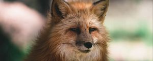 Preview wallpaper fox, glance, animal, brown, fluffy