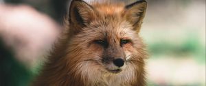 Preview wallpaper fox, glance, animal, brown, fluffy